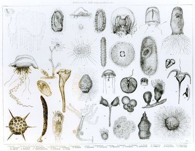 Protozoen und Coelenteraten (Lithografie) von English School